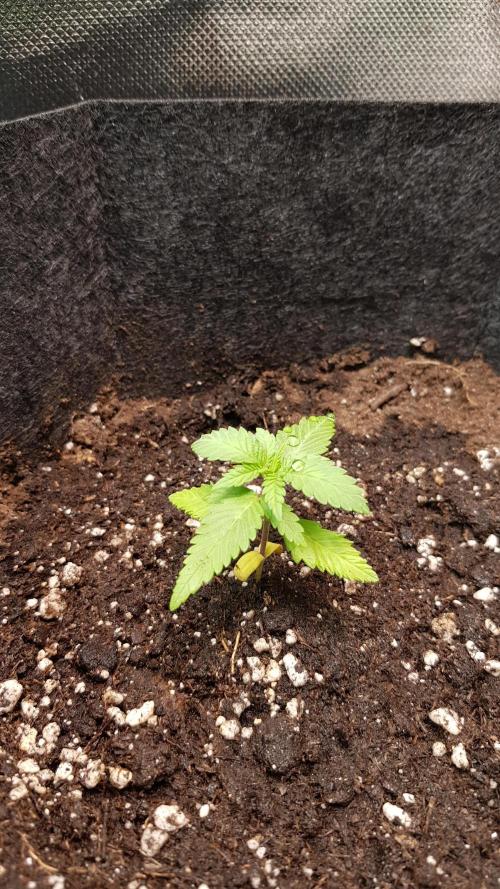 Haze goes Purple. Week 2