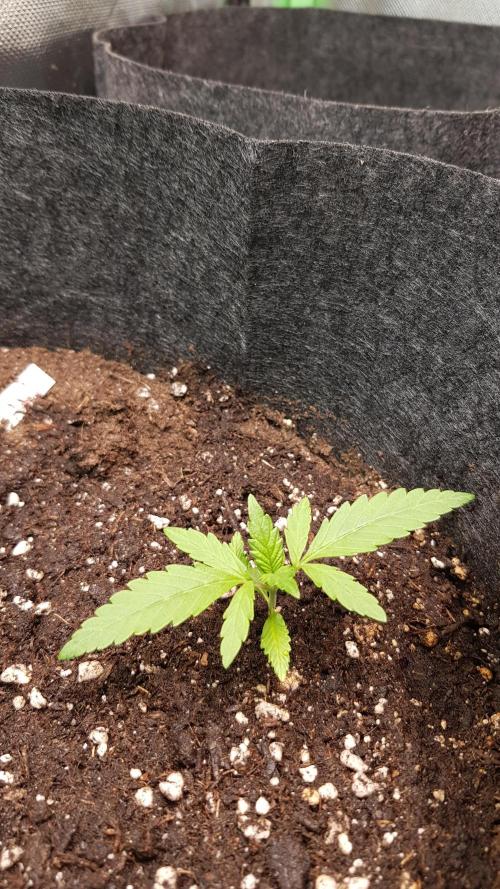 Haze goes Purple. Week 2