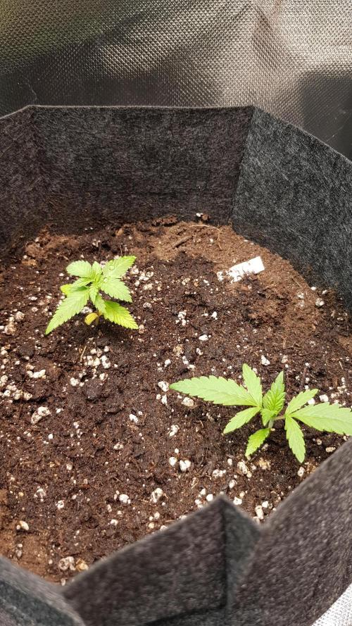 Haze goes Purple. Week 2