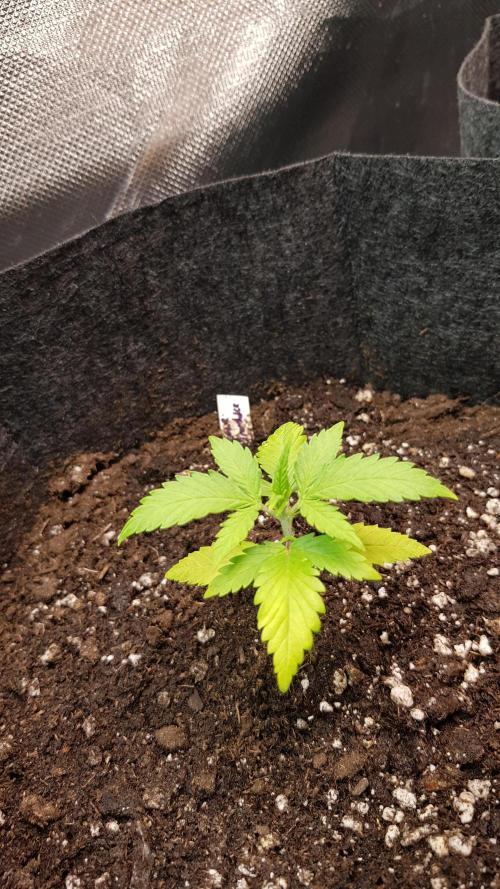 Catching The Apples. Week 2