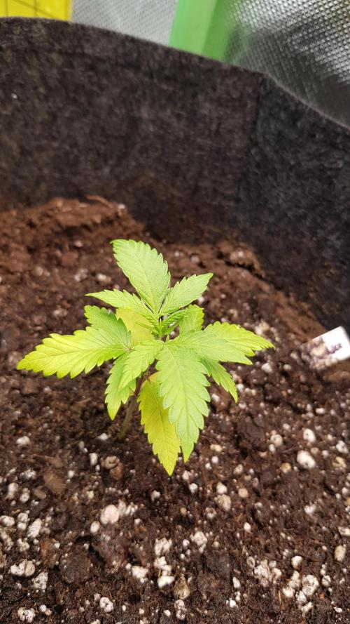 Catching The Apples. Week 2