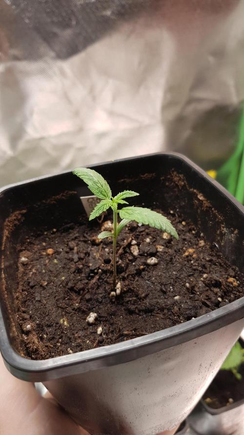 Breeding Special. Week 2