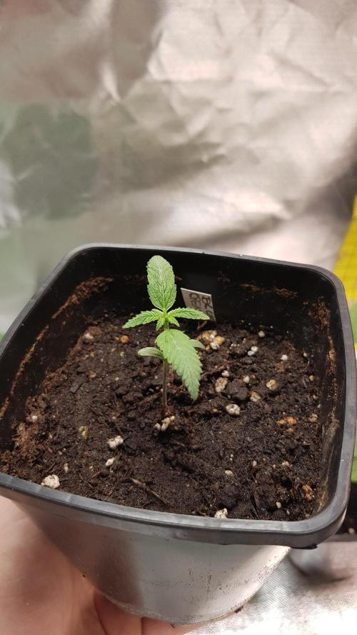 Breeding Special. Week 2