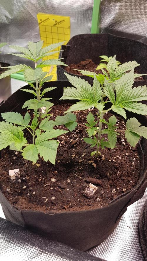 🥦Eternity Grow Cup |GGD. Week 2