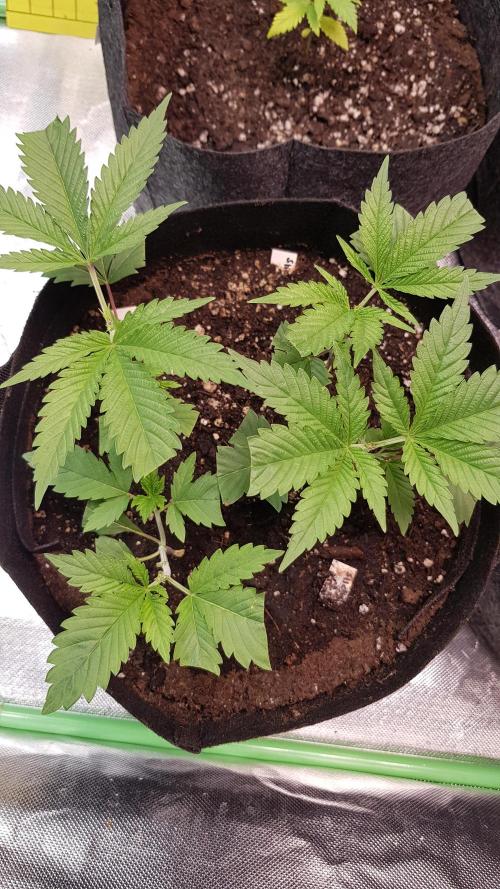 🥦Eternity Grow Cup |GGD. Week 2