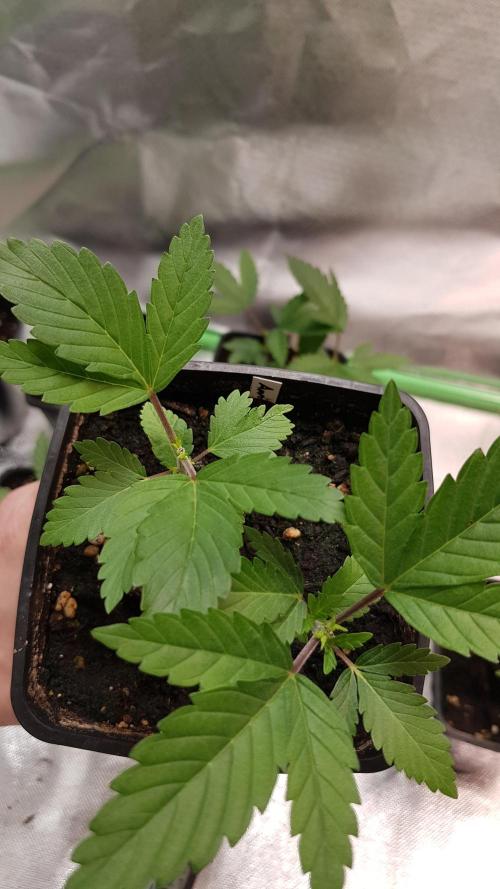 Home Of The Amnesia. Week 2