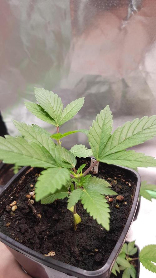 Home Of The Amnesia. Week 2