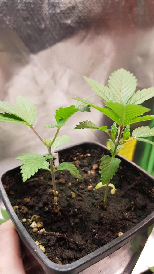 Home Of The Amnesia. Week 2