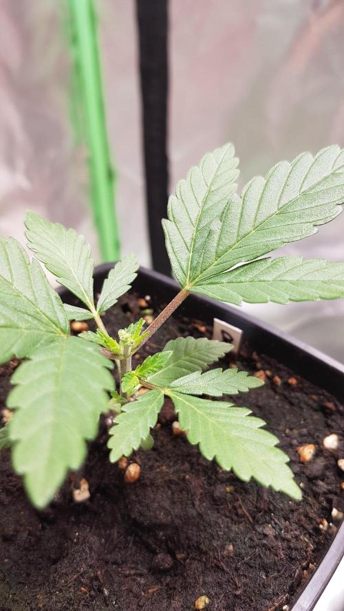 Forbiden Oreo. Week 2