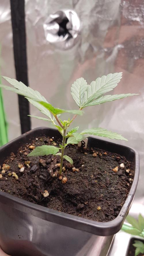 Forbiden Oreo. Week 2