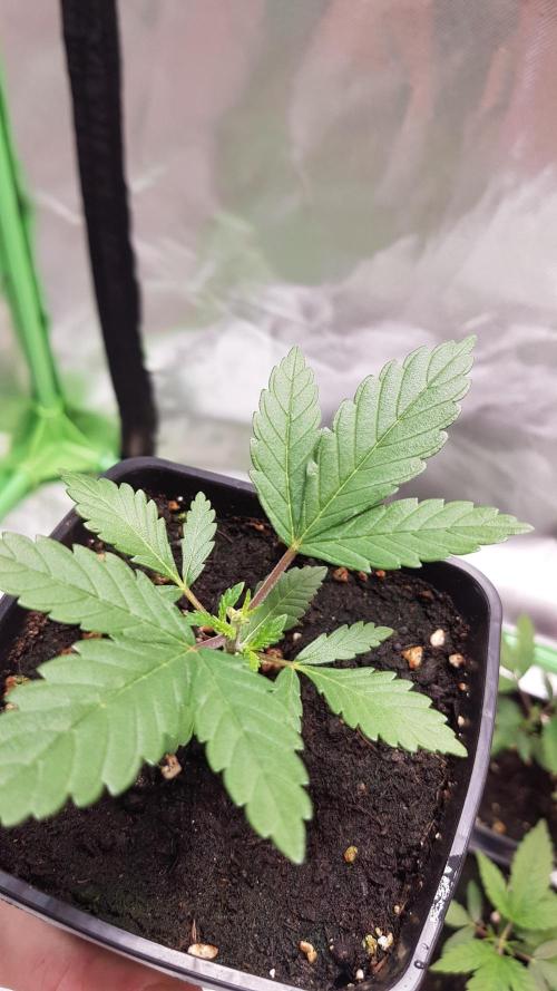 Forbiden Oreo. Week 2