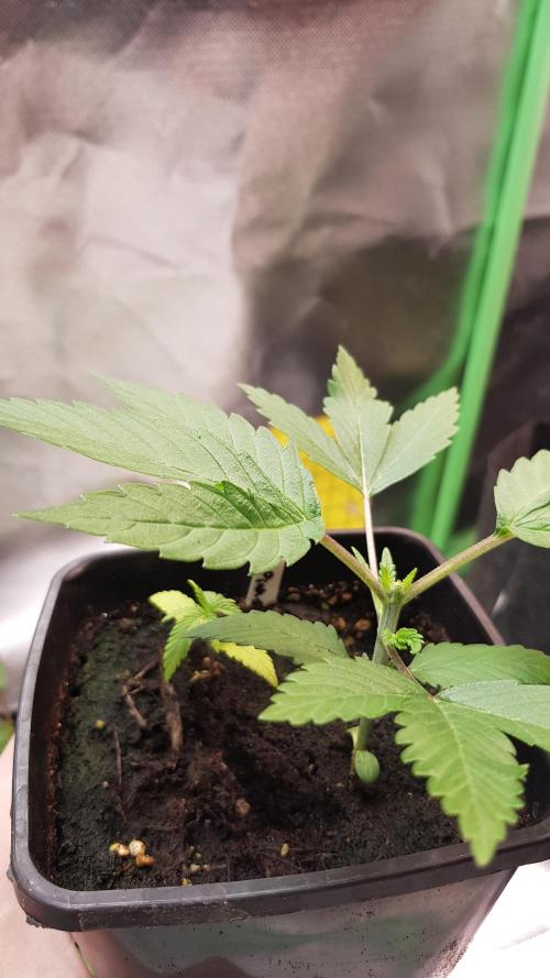 Gelato goes Pink. Week 2