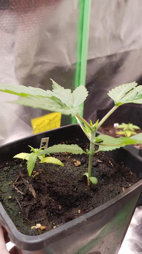 Gelato goes Pink. Week 2