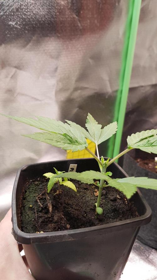 Gelato goes Pink. Week 2