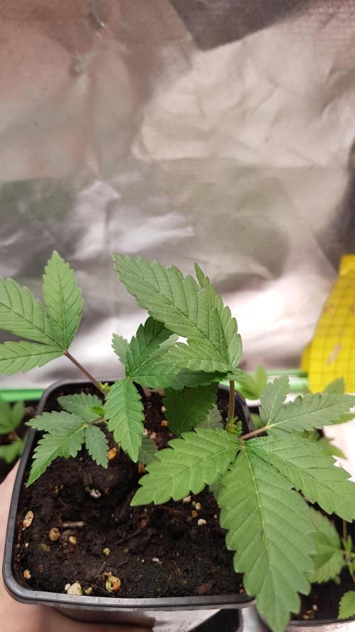 Rosé Meets Zoap. Week 2