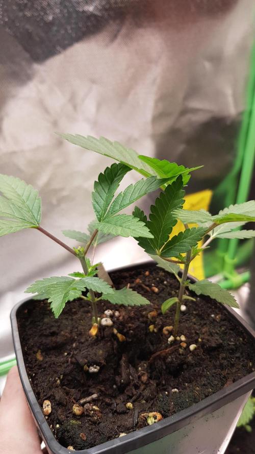 Rosé Meets Zoap. Week 2