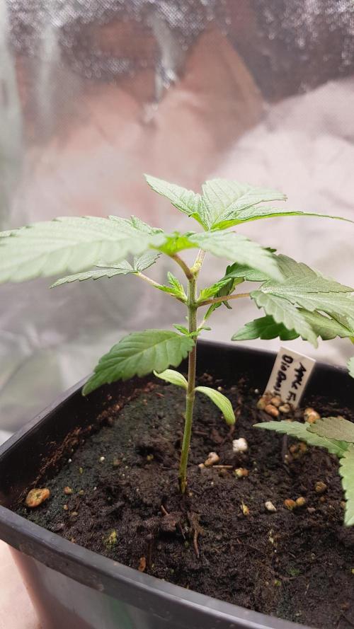 NEW BioBoost Seeds. Week 2