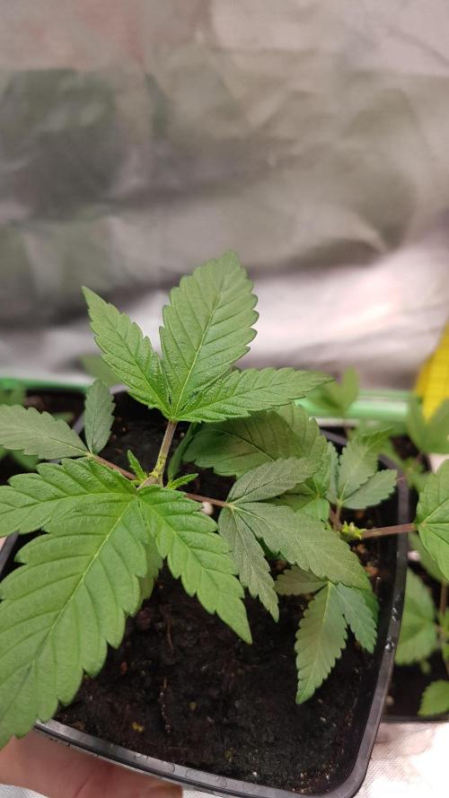 NEW BioBoost Seeds. Week 2