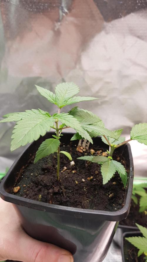 NEW BioBoost Seeds. Week 2