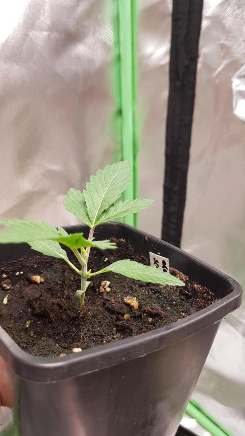 NEW BioBoost Seeds. Week 2