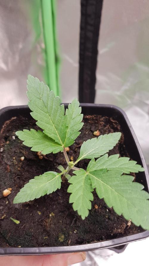 NEW BioBoost Seeds. Week 2