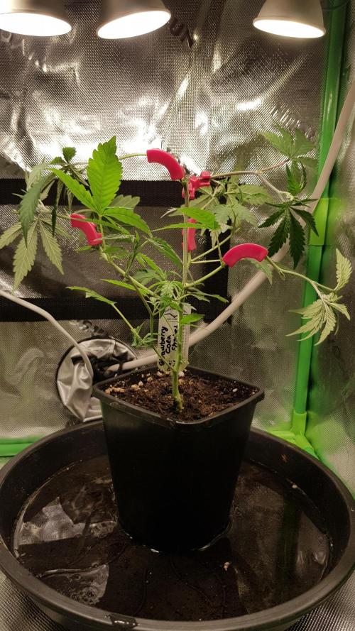 GGD Hunted Pheno #1. Week 4