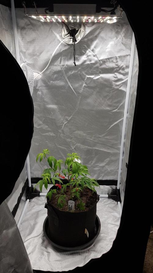 GGD Hunted Pheno #1. Week 4