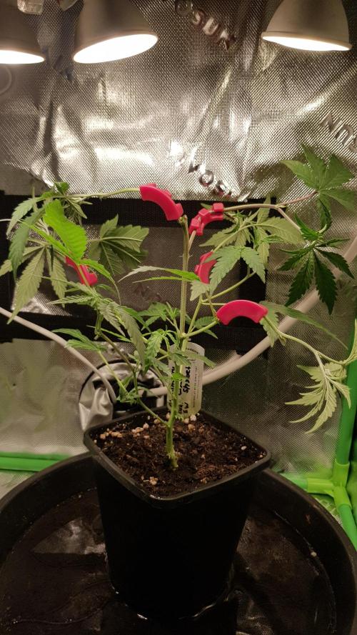 GGD Hunted Pheno #1. Week 4