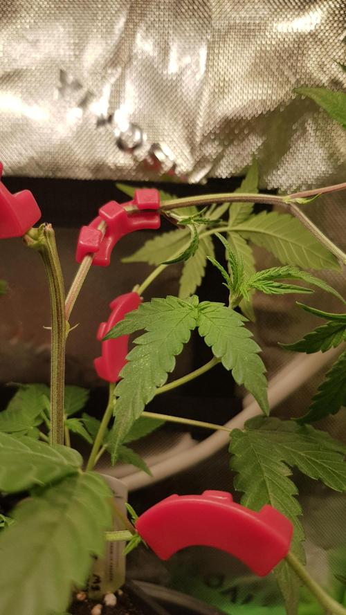 GGD Hunted Pheno #1. Week 4