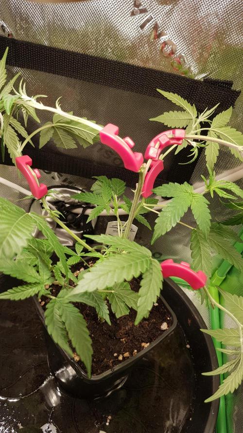 GGD Hunted Pheno #1. Week 4