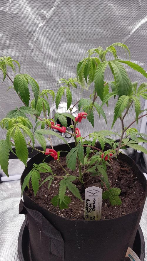 GGD Hunted Pheno #1. Week 4