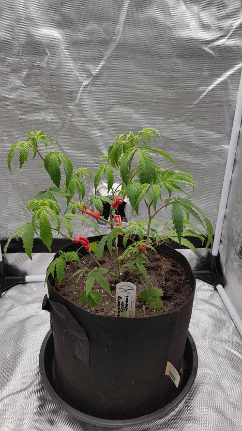 GGD Hunted Pheno #1. Week 4