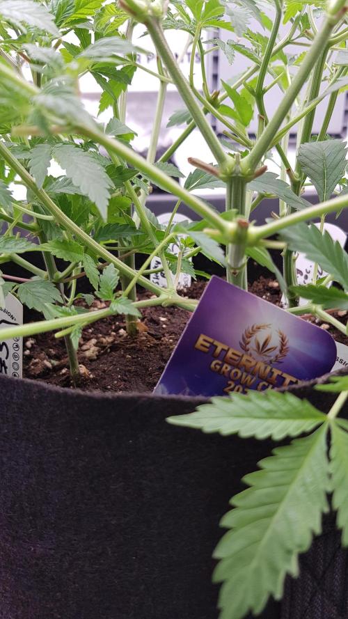 🥦Eternity Grow Cup |GGD. Week 3