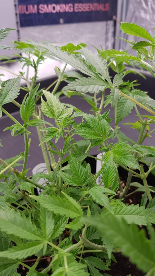 🥦Eternity Grow Cup |GGD. Week 3