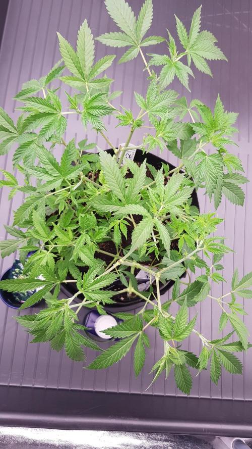 🥦Eternity Grow Cup |GGD. Week 3