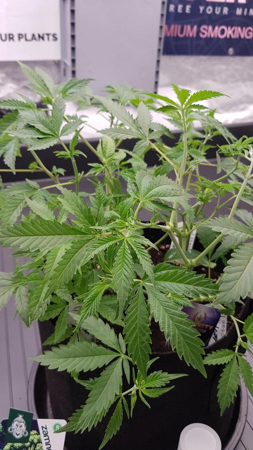 🥦Eternity Grow Cup |GGD. Week 3