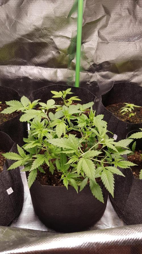 🥦Eternity Grow Cup |GGD. Week 3