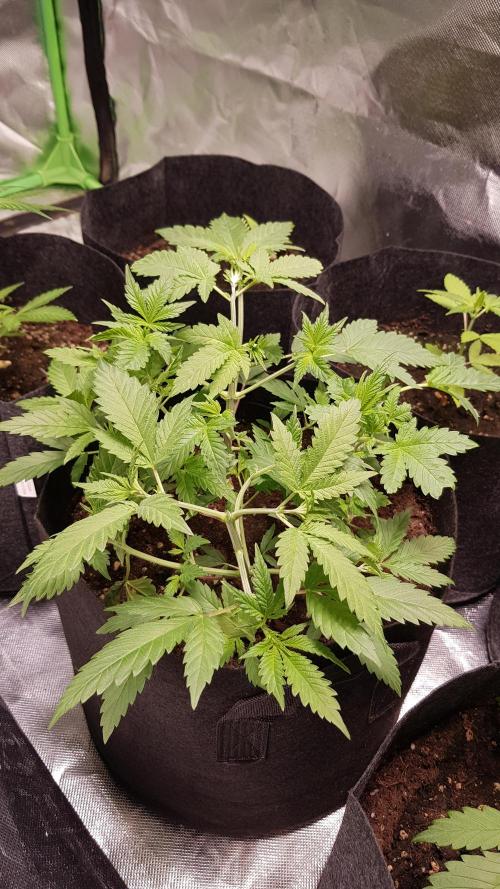 🥦Eternity Grow Cup |GGD. Week 3