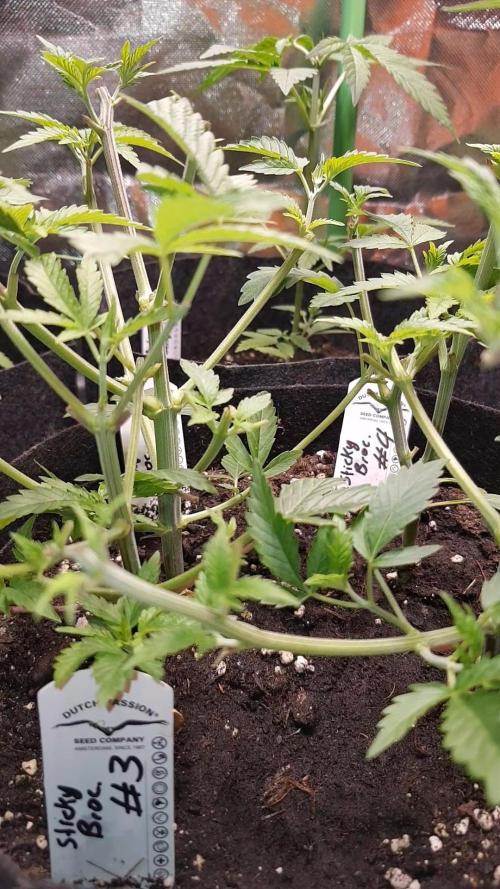 🥦Eternity Grow Cup |GGD. Week 3