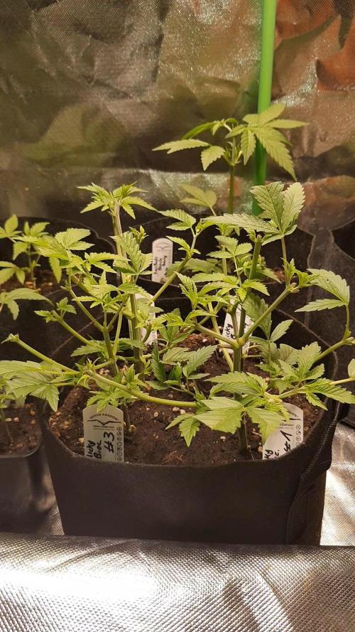 🥦Eternity Grow Cup |GGD. Week 3