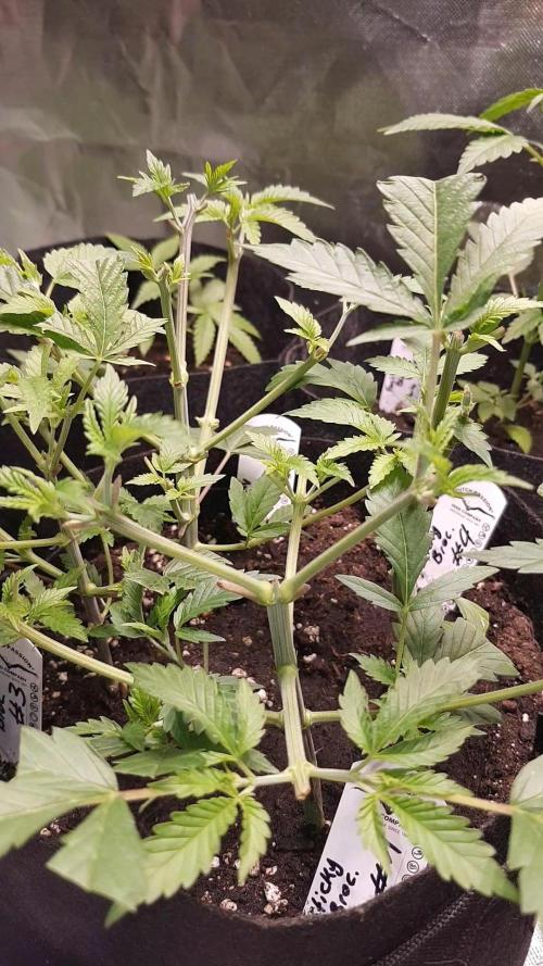 🥦Eternity Grow Cup |GGD. Week 3