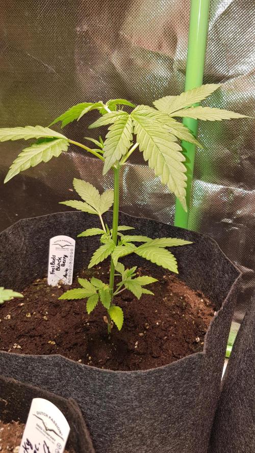 Hunting Berrys. Week 3