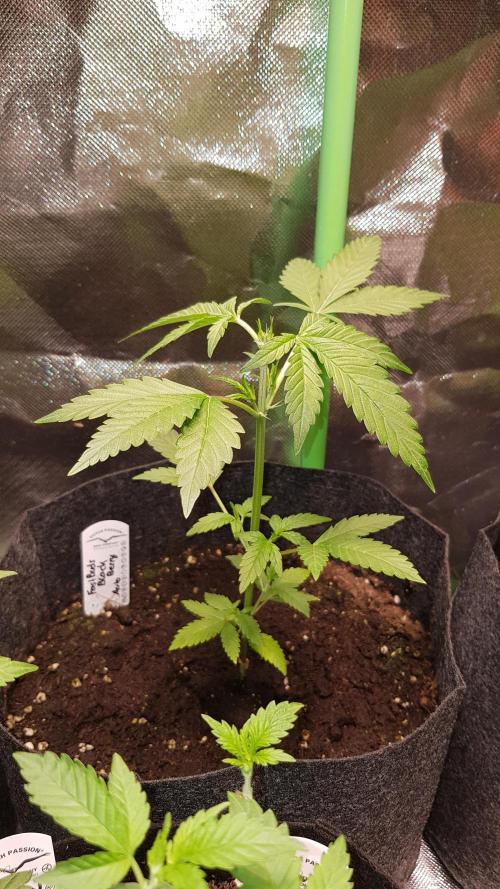 Hunting Berrys. Week 3