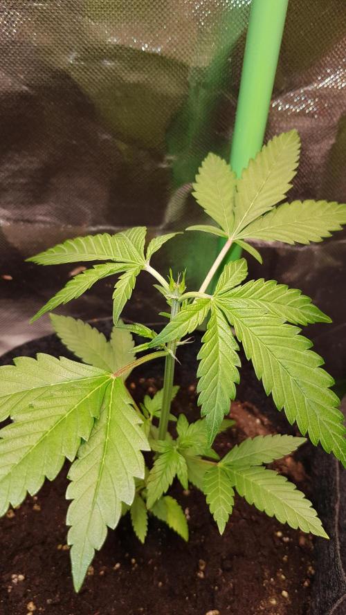 Hunting Berrys. Week 3