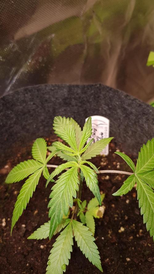Fruity Cookies. Week 3