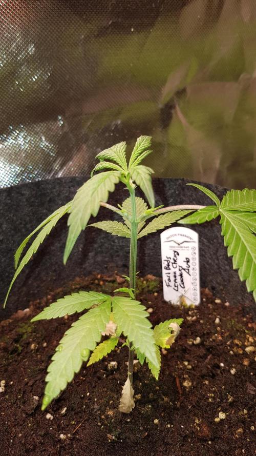 Fruity Cookies. Week 3