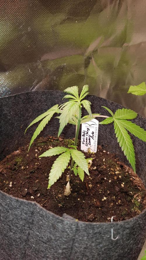 Fruity Cookies. Week 3