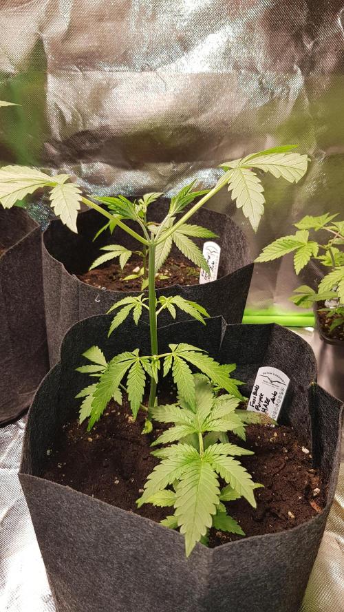 Haze goes Purple. Week 3