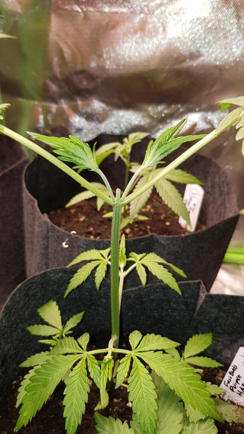 Haze goes Purple. Week 3