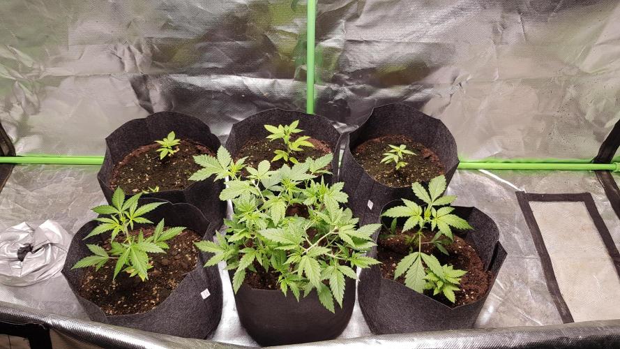 Catching The Apples. Week 3